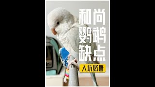 劝退和尚鹦鹉，你能接受和尚鹦鹉的这几个缺点吗？入坑必看#鹦鹉鹦鹉萌萌哒逗鹦鹉 #鹦鹉🦜 #手养鸟日常 #和尚鹦鹉 #萌宠出道计划