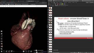 Anatomage Table: Heart valves