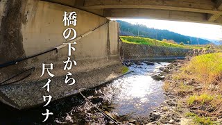 初めての尺イワナは小さな川でした [渓流ルアー]