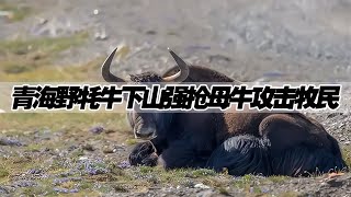 800公斤野牦牛下山，強搶母牛攻擊牧民，牧民竟靠牛糞躲過一劫 #奇闻