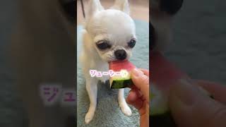 わんこのスイカASMR🍉