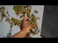 how to deal with sunburn Japanese Maple leaves by deleafing (defoliate)