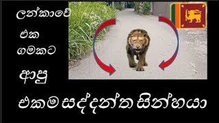 නුවරට ආපු එකම බයානක සිංහයා = The only dangerous lion to come to town