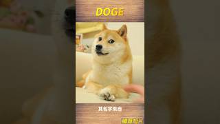 Doge，世界上最出名的迷因 ，他究竟是哪來的？  #迷因 #shorts #doge