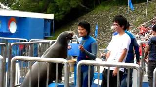 2010/07/07【香港】海洋公園，龍與海獅的可愛互動