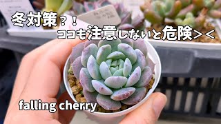 【多肉植物】冬対策にこんな事していませんか？【にじいろクックママ】