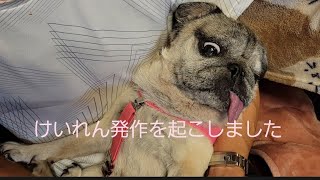 けいれん発作を起こしましたdog has convulsions#パグ脳炎