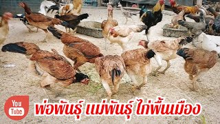 เลี้ยงไก่บ้าน ดูเเลพ่อพันธุ์เเม่พันธุ์ไก่ ให้ไข่ได้ตลอดทั้งปี