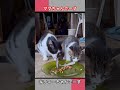 ママちゃんでーす😺😽😺ハイポーズ　キティーちゃんでーす　 猫 ねこ cats funny