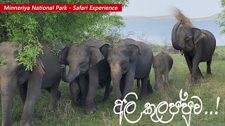 Elephant Attack in Minneriya National Park Safari