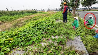 近所の人々は、巨大な草の下に歩道があるとは思いもしませんでした。