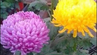 Football or Japanese giant chrysanthemums start new plants by cutting ￼