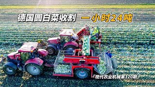 德国圆白菜收割，机械化作业，一小时收获24吨