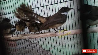 Ciri Burung Sikatan Jantan Betina