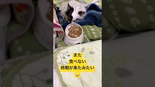 ご飯たべない犬🐕 #ご飯拒否 #チワワと暮らす #チワワ #dog #chihauhau