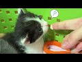 【子猫保護】初離乳食！です ^^