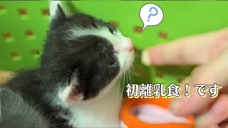 【子猫保護】初離乳食！です(^^)