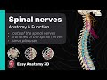 Spinal Nerves: Anatomy & Function | Overview | Easy Anatomy 3D