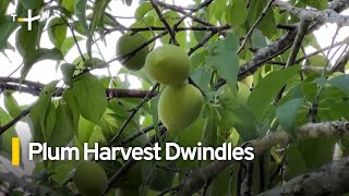 Plum Harvest Dwindles Due to Climate Change | TaiwanPlus News