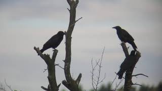 Rabenkrähen auf den Heisterbacherrotter Feldern Nähe Hohlweg nach Oberdollendorf 7. Juli 2012