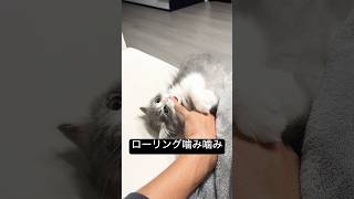 【サイベリアン】子猫との遊びが可愛いすぎた#shorts #サイベリアン#子猫#cat #猫#猫のいる暮らし#ブルータビー #サイベリアンフォレストキャット #siberiancat