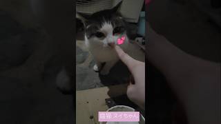 めっちゃ鳴くから… #庭猫 #cat #猫 #ヌイちゃん 2024.12.26