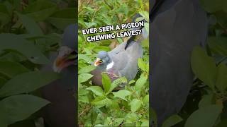 Ever Seen A Wood-Pigeon Chewing Leaves? Funny Birds #shorts