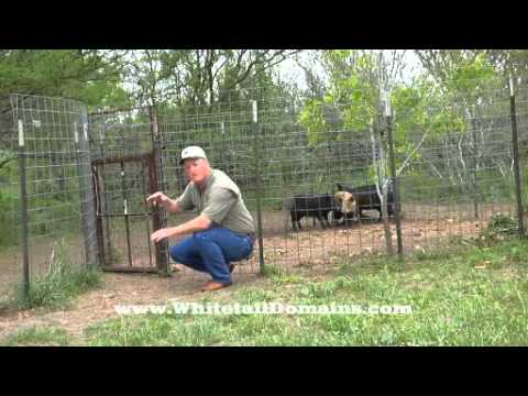 Homemade Hog Trap Youtube