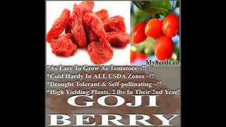 GOJI Berry Seeds - Lycii WOLFBERRY, Lycium Barbarum Seeds   on  www.MySeeds.Co