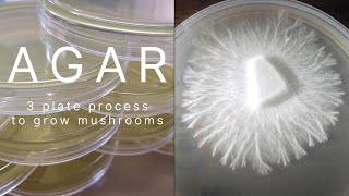 Agar Recipe Rhizomorphic Mycelium MEA MYA Plates Petri Dish Clone Grow Mushrooms Easy Home Mycology