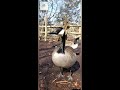 canada geese honking loud birds