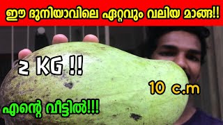 Biggest Mango in the world | ലോകത്തിലെ ഏറ്റവും വലിയ മാങ്ങ