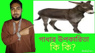 গাধার উপকারিতা কি কি? Gadhar Upokarita ki ki?