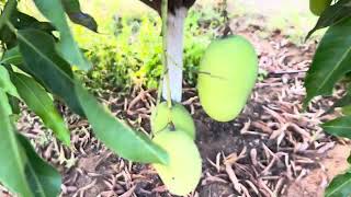 Daseri mango harvesting 2024 summer