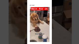 Funny dog in hilarious video that make you laugh -  FUN part 1#shorts #funny #dog #memes