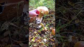 The Best Of Mushroom Hunting - Boletus Edulis. Cep. King Bolete. Funghi Porcini. World Of Mushrooms.