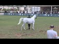 n 121 dheba al khalediah the saudi national championships 2025 mares 4 6 years old class 4