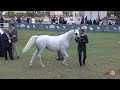 n 121 dheba al khalediah the saudi national championships 2025 mares 4 6 years old class 4