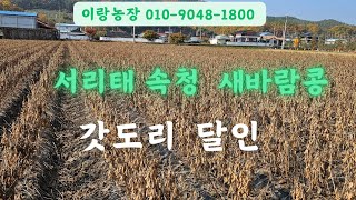 서리태 속청  새바람콩 주문받아요