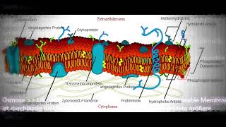 Allgemeine Pathologie | Teil 2