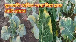 কবি খেতিত  দেখা দিয়া এটা  মাৰাত্মক বেমাৰ৷৷ Black rot on cauliflower