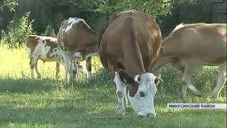 Всероссийская сельхозперепись в Минусинске завершена более чем на половину (Новости 25.07.16)