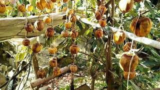 Արքայանարինջի չիր / Сушонная хурма / Dried persimmons