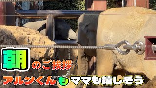 お鼻を伸ばしてママにご挨拶するアルンくん【‎2025年‎2月24日】【上野動物園】アジアゾウ