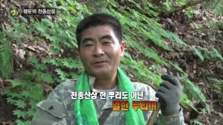 생활의 발견 - 행운의 천종산삼. 20160826