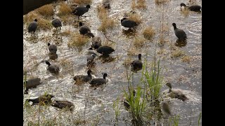 オオバンとヒドリガモ達の集団採餌@洲原池 / Eurasian Coot and Eurasian Wigeone feeding in Suhara Pond