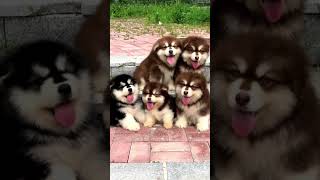 Cute Dogs -ချစ်စရာခွေးကလေးများ #dog #shorts #2023