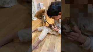 息子にキスされる柴犬#shorts