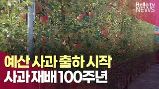 예산 사과 출하 시작…사과 재배 100주년 | #헬로tv뉴스