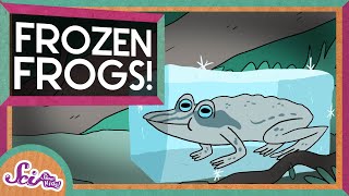 The Secret of Frozen Frogs! | Winter Science | SciShow Kids